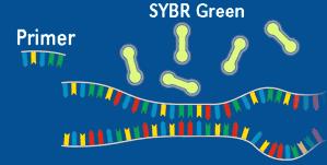 SYBR Green: principio All inizio del processo di amplificazione,, la