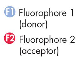 Sonde Fluorogeniche FRET FRET: