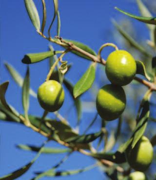 ) Piralide (Ostrinia nubilalis) Diabrotica (Diabrotica virgifera virgifera) 83 ml/hl (0,49 l/ha) massimo 3 trattamenti/anno 30 giorni Audace Consigli d impiego Applicare Audace ai primi attacchi dei