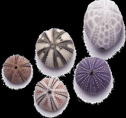 Echinodermi Il loro corpo è ricopero da uno scheletro