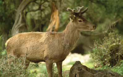 AMBIENTE E TERRITORIO Urzulei si estende al confine nord dell'ogliastra con la Barbagia.