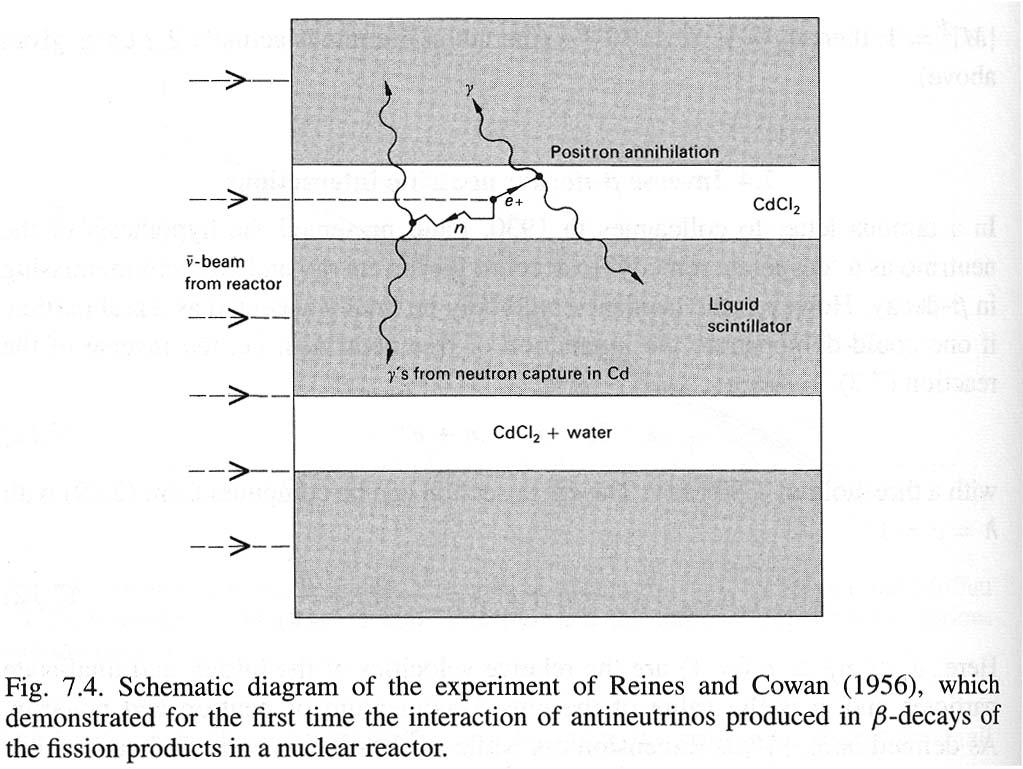 Schematic dell esperimento di Reines e Cowan Schematic dell esperimento di Reines e Cowan Ci sono voluti piu di 25 anni dalla proposta di Pauli per rivelare gli effetti di una interazione da neutrino