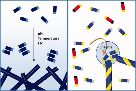 proteine, Biomodelling e