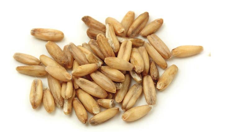 AVENA DECORTICATA Seme apportatore di vitamine del gruppo B, con una ridotta percentuale di fibra, indicato per l alimentazione di molte specie ornitologiche.