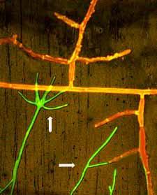 azione di bio-controllo diretto ed