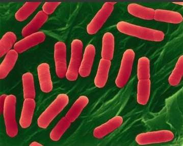 umana Bifido batteri Coli batteri