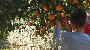 piccante dello zenzero biologico, e l arancia, naturalmente di Sicilia, nei Coccitacca, deliziosi frollini arricchiti da pepite di