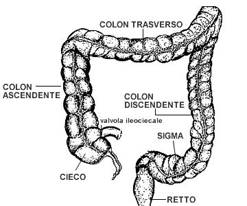 tassi per stadio: colon destro Tassi grezzi di incidenza per stadio e round. Età 5-69. 1 8 6 4 2 pre-screening I round II round inizio III round ns..9.. II+ 24.