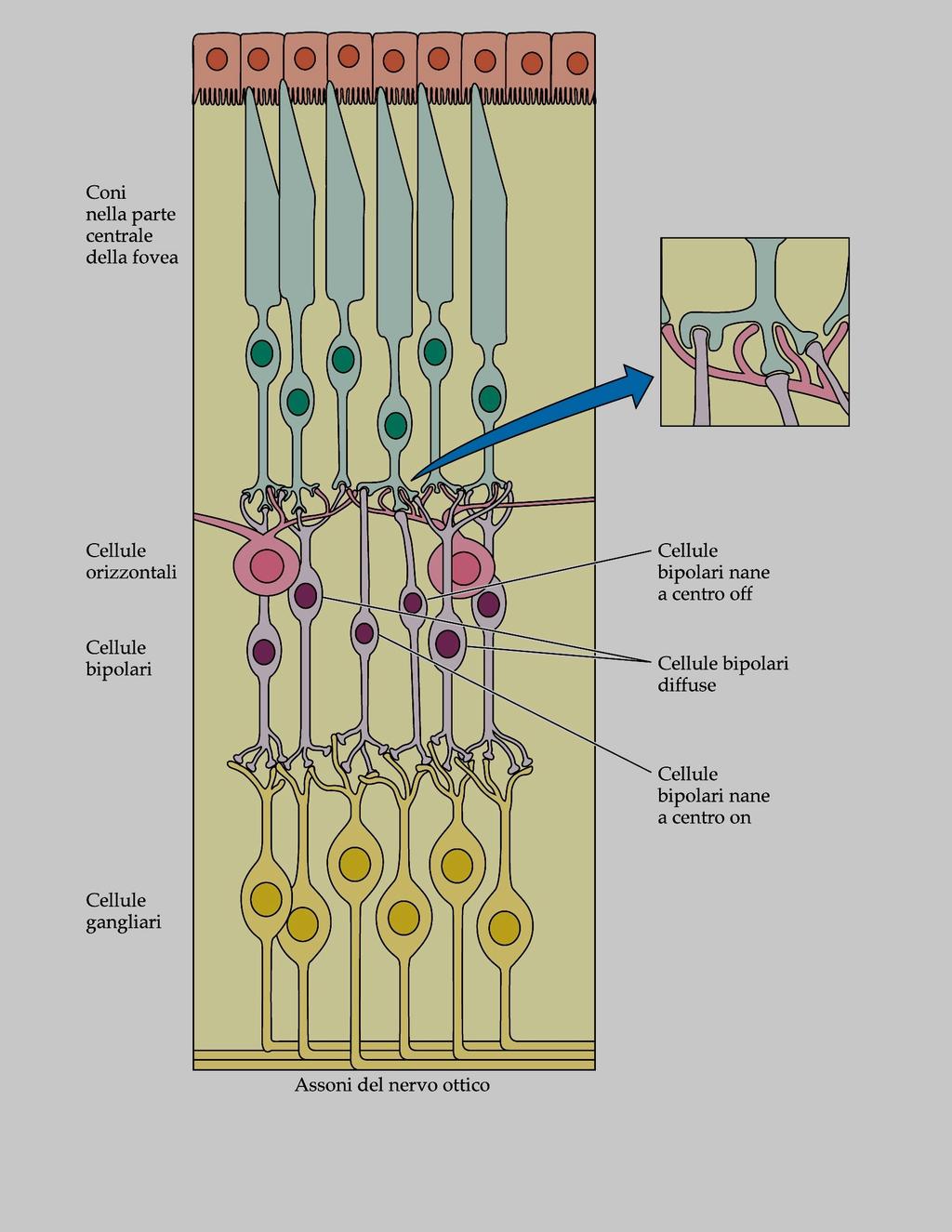 html Visione spaziale: //le cellule gangliari occhio chiasma