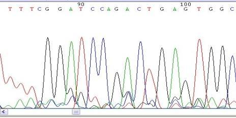 IDENTIFICAZIONE DELLA SPECIE Analisi di sequenza del dominio