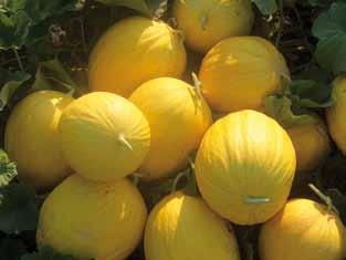 Frutti di forma ovale allungata con buccia rugosa che a maturazione diventa giallo oro attraente. Peso medio: 2,0 2,5 kg.