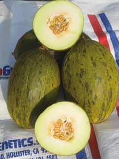 Frutti di grossa pezzatura, allungati con buccia che, a completa maturazione, presenta fessurazioni tipiche da zuccheri. Peso medio: 2,5 3,0 kg.