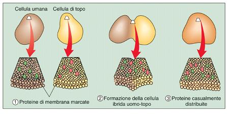 Le molecole del doppio strato fluido