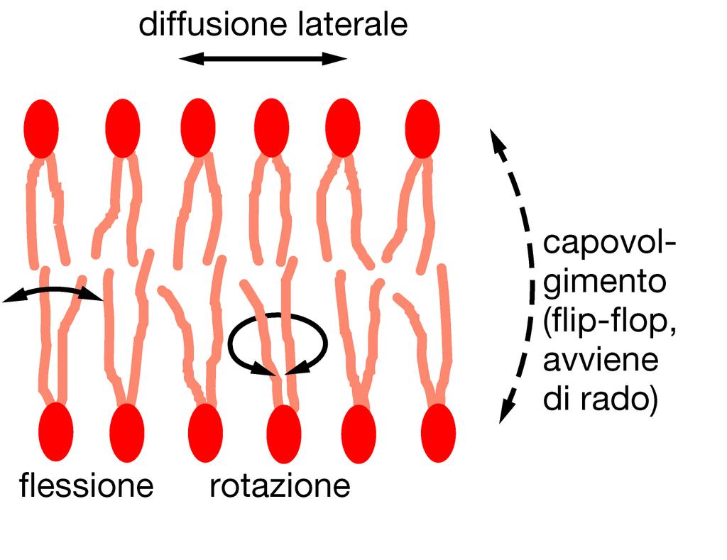 Caratteristiche dei solidi ma anche dei