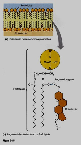 Il colesterolo La vitamina E LA VITAMINA E