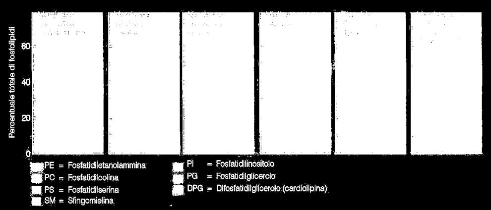 CARDIOLIPINA (difosfatidil-glicerolo) rappresenta il