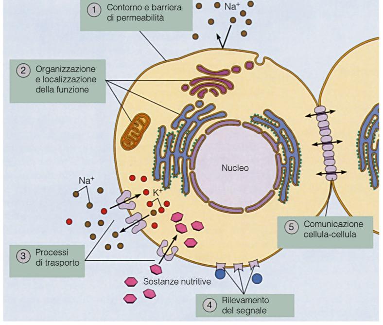 Funzioni della membrana: 1)Delimitare contorni della cellula e dei suoi compartimenti 2)Costituire siti di specifiche funzioni 3)Contenere proteine di trasporto per