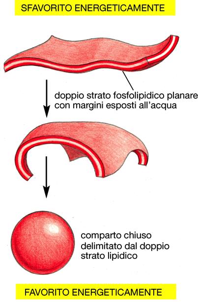 Il doppio strato tende spontaneamente a richiudersi Il solo modello del doppio strato lipidico non spiega molte delle caratteristiche delle membrane biologiche.