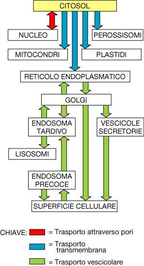 Endomembrane e Smistamento delle proteine La traduzione degli mrna inizia sempre nel citoplasma ma in dipendenza di specifici segnali può continuare e ultimare nel citoplasma stesso o sui ribosomi