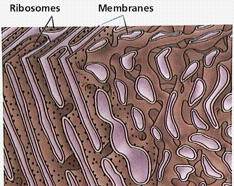 Reticolo endoplasmatico Rugoso struttura Il Reticolo Endoplasmatico Rugoso è costituito da cisterne appiattite intercomunicanti, con i ribosomi legati alla superficie citosolica.