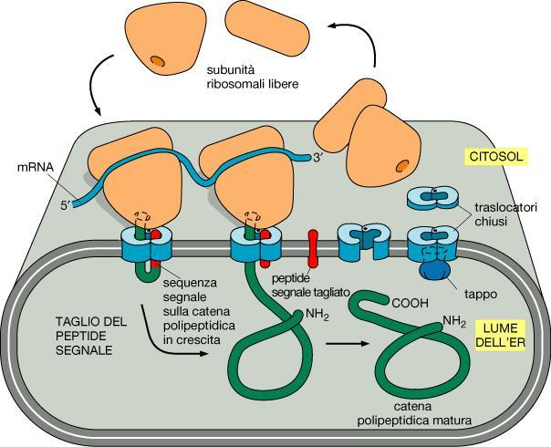 Nel caso che il peptide nascente presenti una particolare sequenza di amminoacidi, detta peptide segnale, la sintesi proteica è momentaneamente bloccata per continuare dopo la smistamento dei