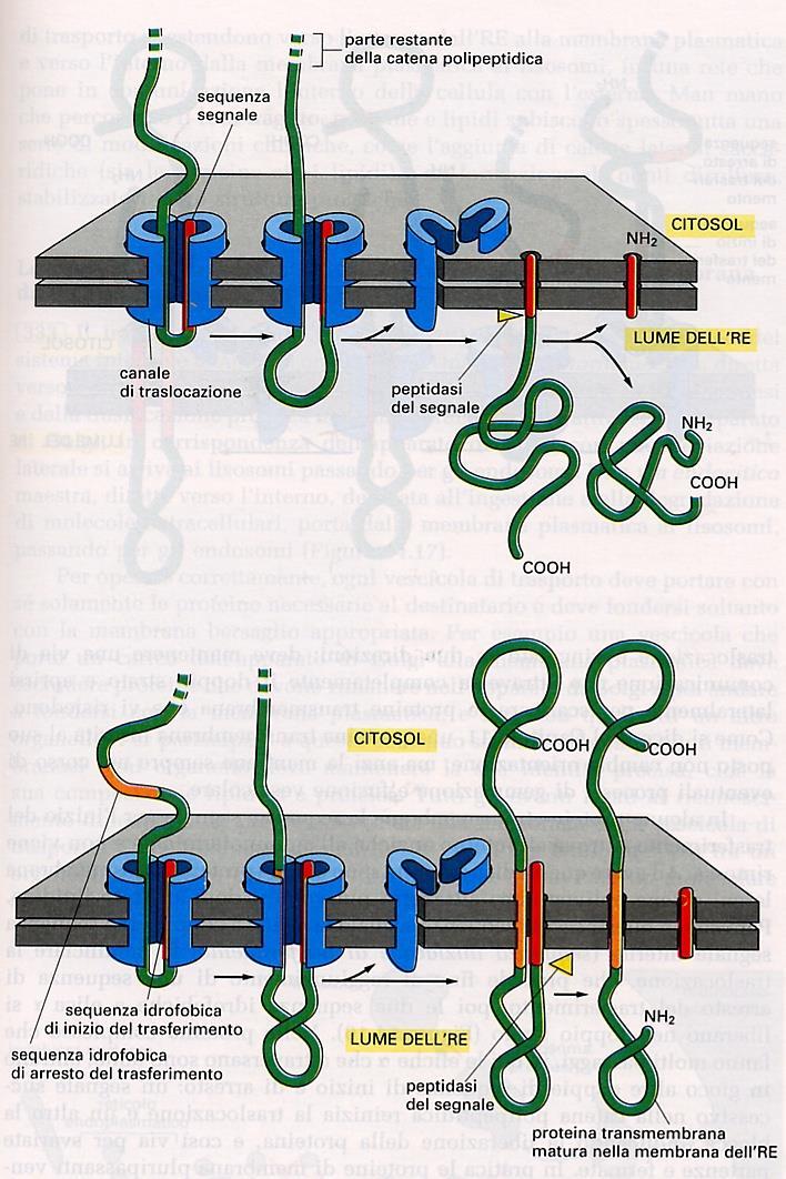 RER funzioni: sintesi proteine transmembrana Le proteine sintetizzate sul RER in dipendenza di assenza o presenza nelle proteine in sintesi di una specifica sequenza di arresto di