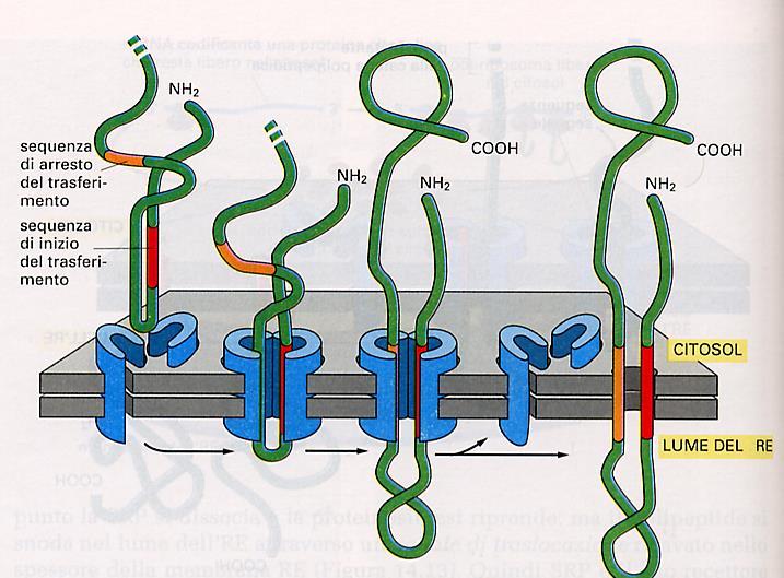 eliminato il peptide segnale la proteina passa nel lume del RER; B in presenza del segnale di arresto di trasferimento (una serie di aminoacidi apolari), eliminato il peptide segnale, la