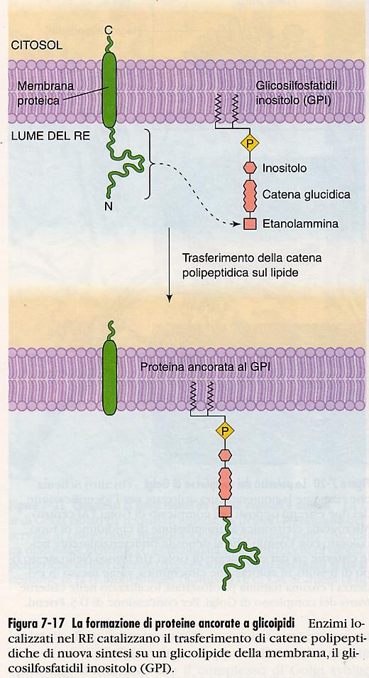 Le modalità di inserzione delle proteine nei