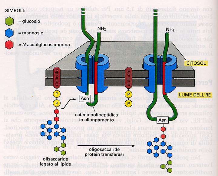 Reticolo endoplasmatico Rugoso funzioni: glicosilazione Nel lume del RER inizia la glicosilazione delle proteine.