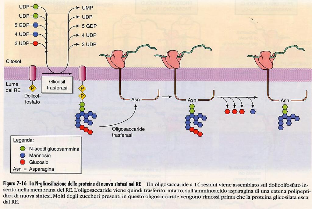 La glicosilazione consiste nel trasferimento ad opera di un enzima (la oligosaccaridedolicol-transferase) di un oligosaccaride, di 14 residui zuccherini, ricco in mannosio, da un glicolipide di
