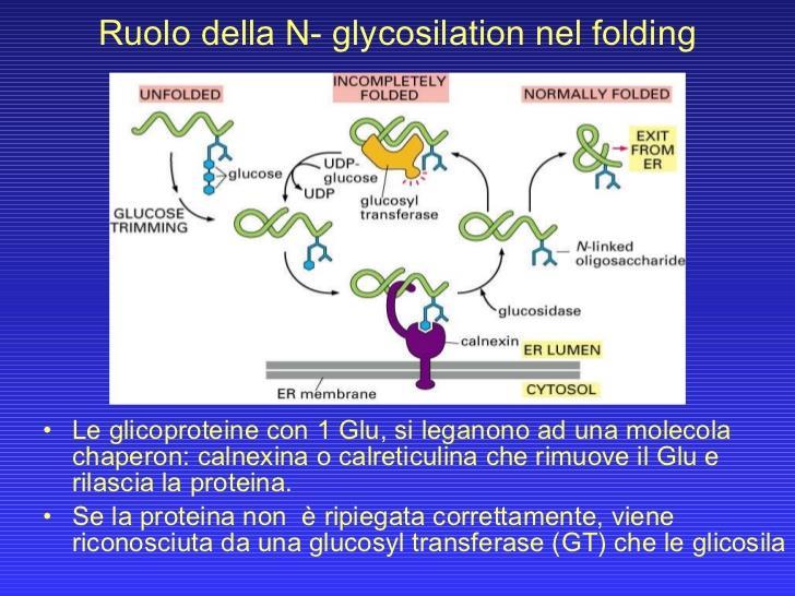 Avviene anche il folding (ripiegamento) delle glico-proteine, tramite specifiche chaporonine, le bip.