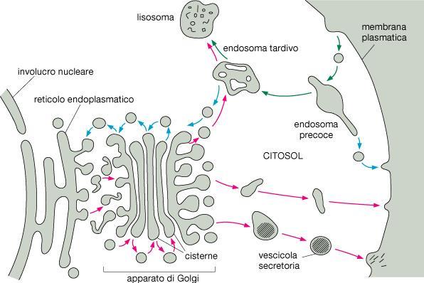 L apparato del Golgi riceve, elabora e smista ad altri compartimenti il materiale (le glicoproteine) che riceve dal Reticolo endoplasmatico tramite microvescicole di trasporto.