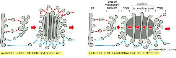 Apparato del Golgi traffico vescicolare- progressione delle cisterne Il modello della progressione delle cisterne, valido soprattutto per le molecole di notevole dimensioni (quali ad esempio la