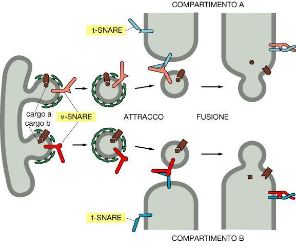 Indirizzamento delle vescicole di trasporto Le vescicole di trasporto presentano sulla membrana un particolare recettore per il materiale da trasportare.