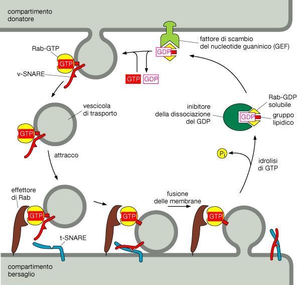 Le proteine Rab assicurano la specificitàdell ancoraggio. Si tratta di una famiglia di GTPasi monomeriche la cui funzione è di verificare che l adattamento tra una v- SNARE e una t-snare sia corretto.