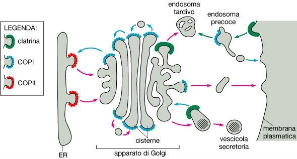 I vari tipi di proteine di rivestimento implicate nel traffico vescicolare tra il RE, l apparato del Golgi e la membrana plasmatica.