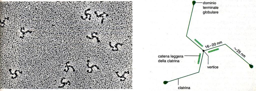 Struttura