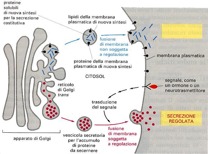 Le proteine di secrezione vengono immesse in due tipi di vescicole di secrezione: - Vesciscole non rivestite da clatrina ma da coatomeri che ininterrottamente gemmano dal TGN, fondono con la membrana