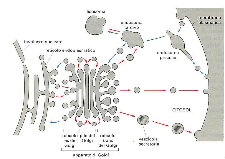 Tale modalità di esocitosi rappresenta la secrezione costitutiva che è generalizzata in tutti i tipi cellulari, ad esempio i fibroblasti (esocitosi costitutiva di fibre collagene, la fibronectina,