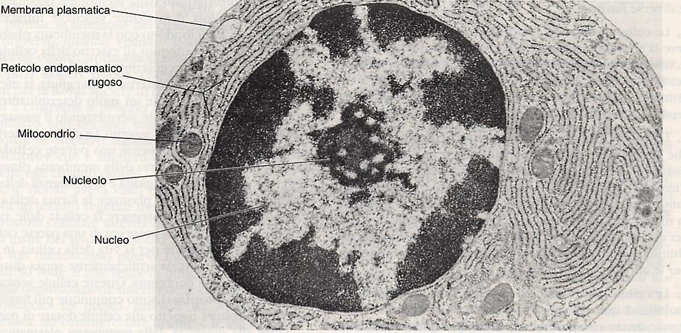 Endomembrane della