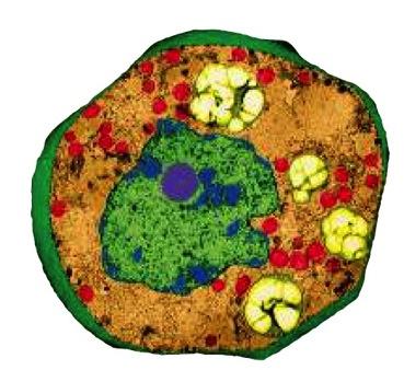 1 - Le basi cellulari della vita Gli organismi possiedono una struttura organizzata costituita da una o