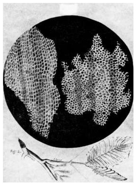 1 Basi cellulari della vita Le prime osservazioni di cellule al microscopio si devono allo scienziato inglese Robert Hooke, a metà del XVII secolo Nel 1860, il medico austriaco Rudolf Virchow