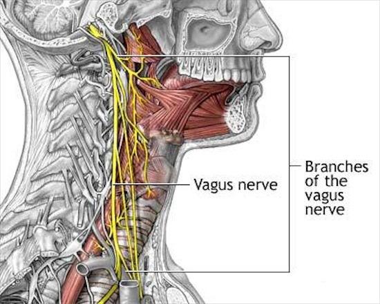 Parasympathetic / The Vagus 28 Parasympathetic Function at Organs Sites (1) Gastrointestinal tract Longitudinal muscles Circular muscles Sphincter muscles Bile duct Gall bladder Urinary tract Ureters