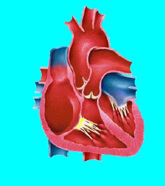 cardiovascolare Attività Cardiaca