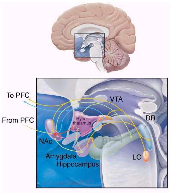 Circuiti neuronali della depressione