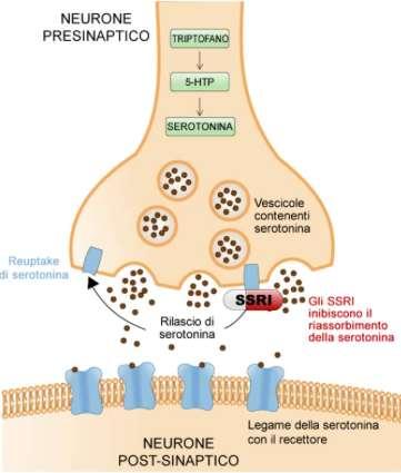 ANTIDEPRESSIVI SSRI Meccanismo d azione