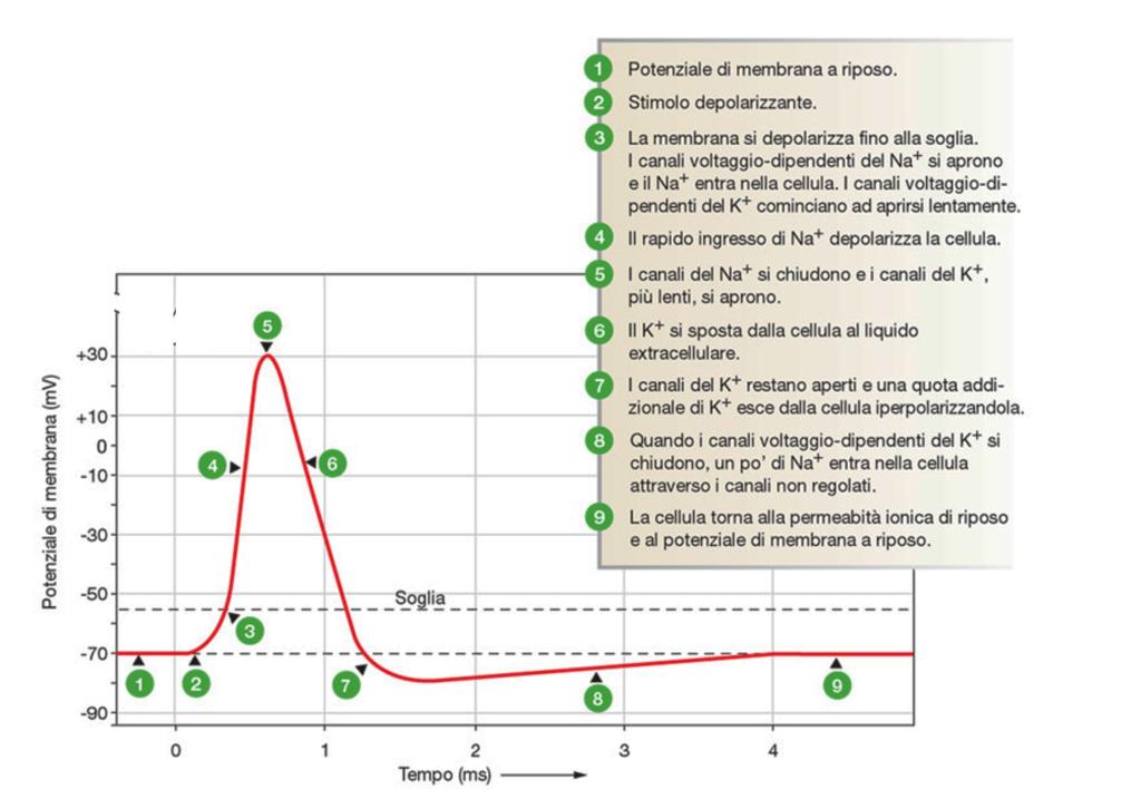 il Potenziale d Azione Una stimolazione sopraliminare del monticolo assonico (superiore al