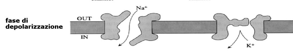 Ruolo dei canali del Na + e del K + nella genesi