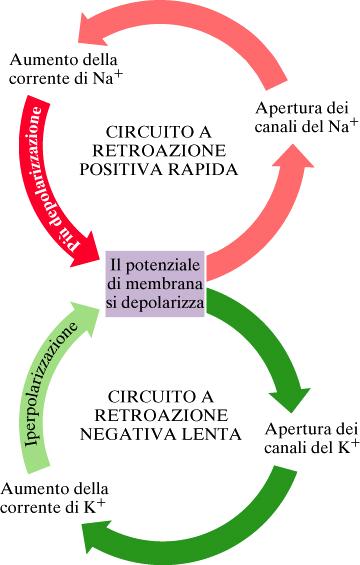 al K + m= cancello di attivazione; h = cancello di