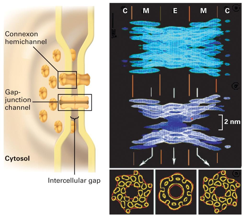 La Sinapsi Elettrica è costituita da gap junction La gap junction è fatta da 6 proteine